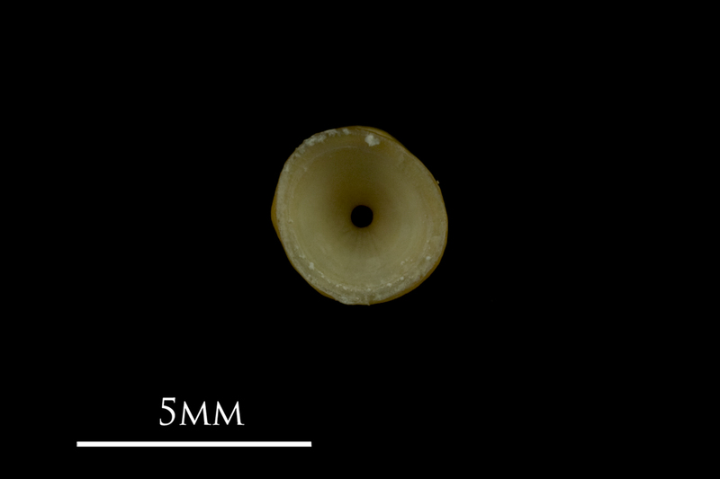 Arctic Char precaudal vertebra anterior view