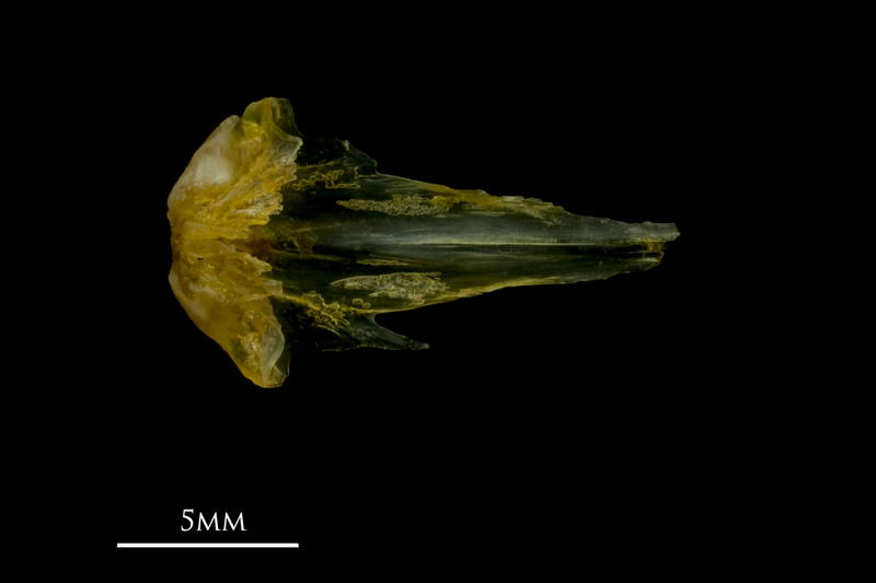 Grey gurnard vomer dorsal view