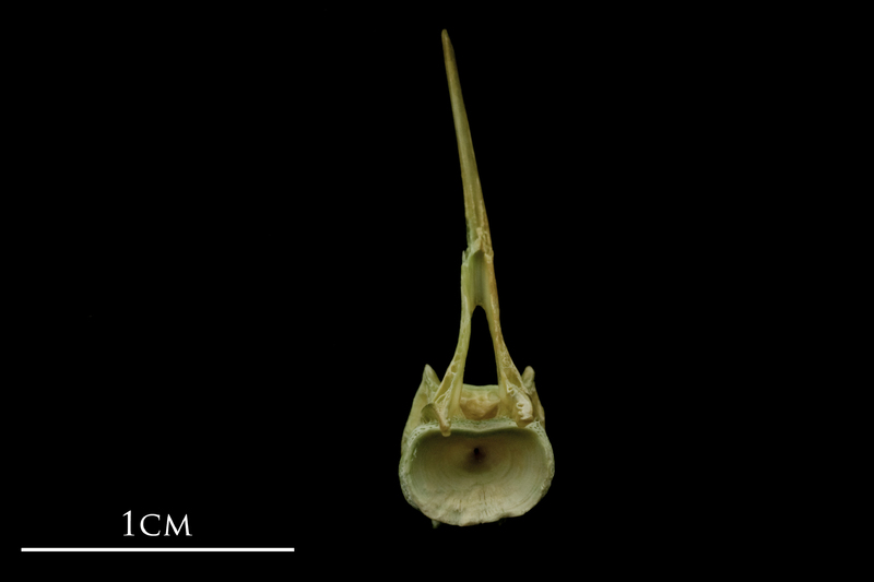 John dory precaudal vertebra anterior view