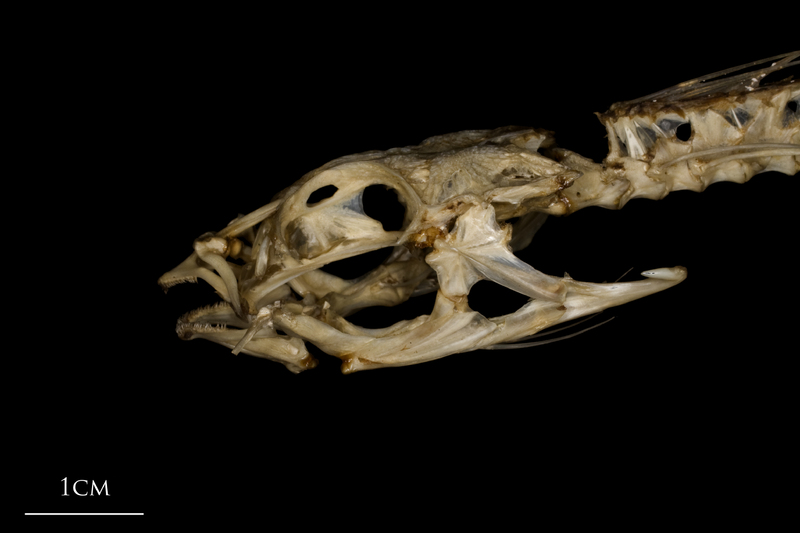 Dragonet skull lateral view