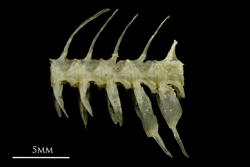 Sandsmelt caudal vertebra lateral view