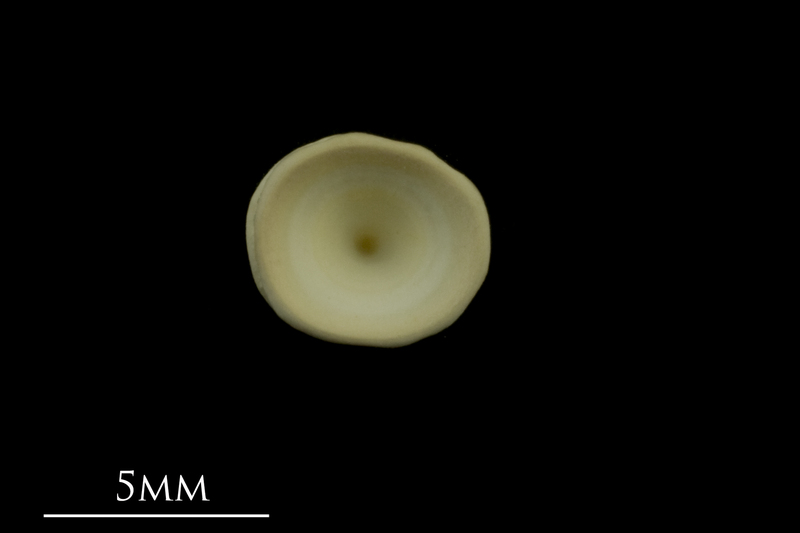 Thornback ray precaudal vertebra anterior view