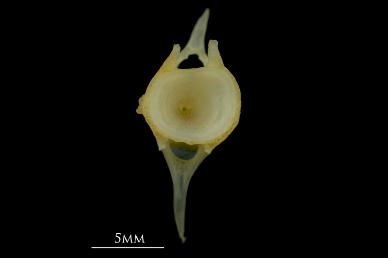 Gilthead seabream caudal vertebra anterior view