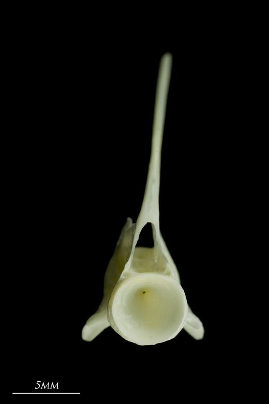 European seabass precaudal vertebra anterior view