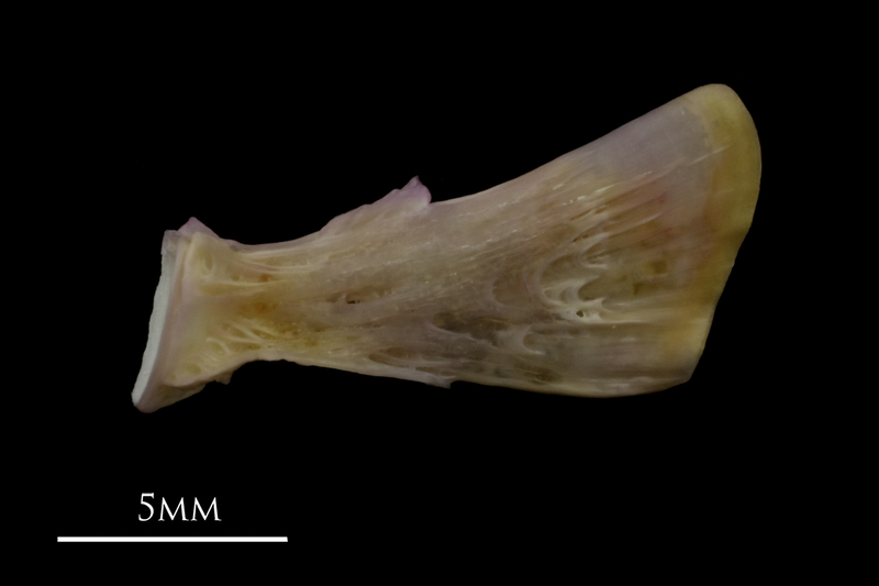 Tub gurnard ultimate vertebra lateral view