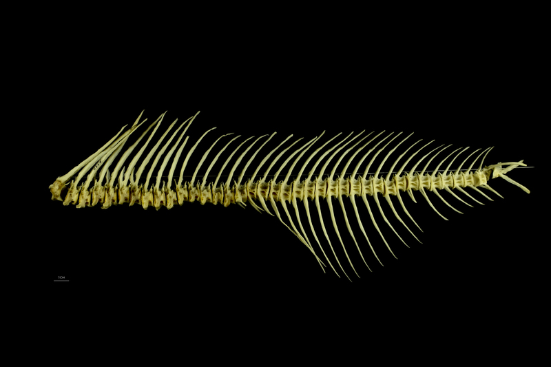 Freshwater bream vertbral column lateral view