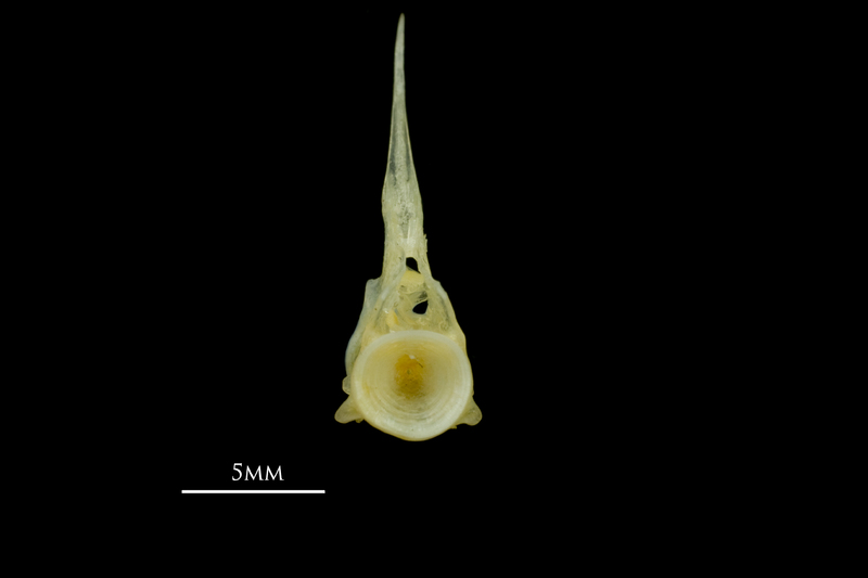 Scad precaudal vertebra anterior view