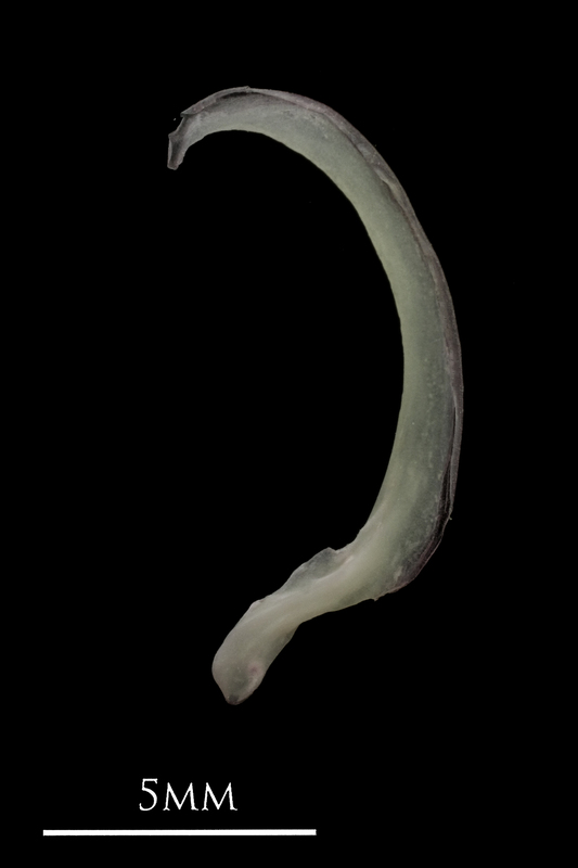 European eel subopercular lateral view