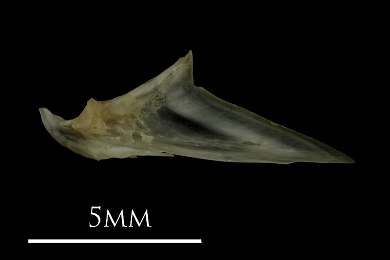 Eelpout articular medial view