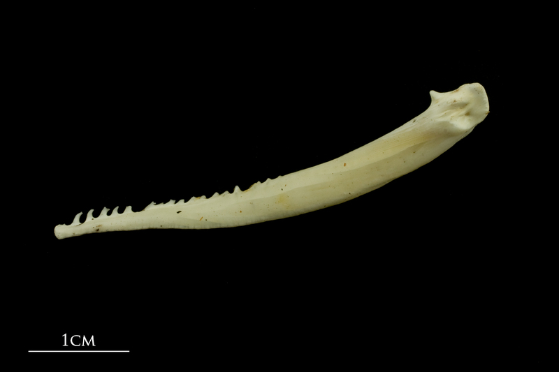 Common carp serrated spine lateral view