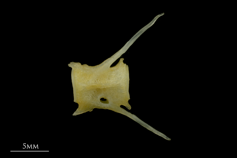 Gilthead seabream caudal vertebra lateral view