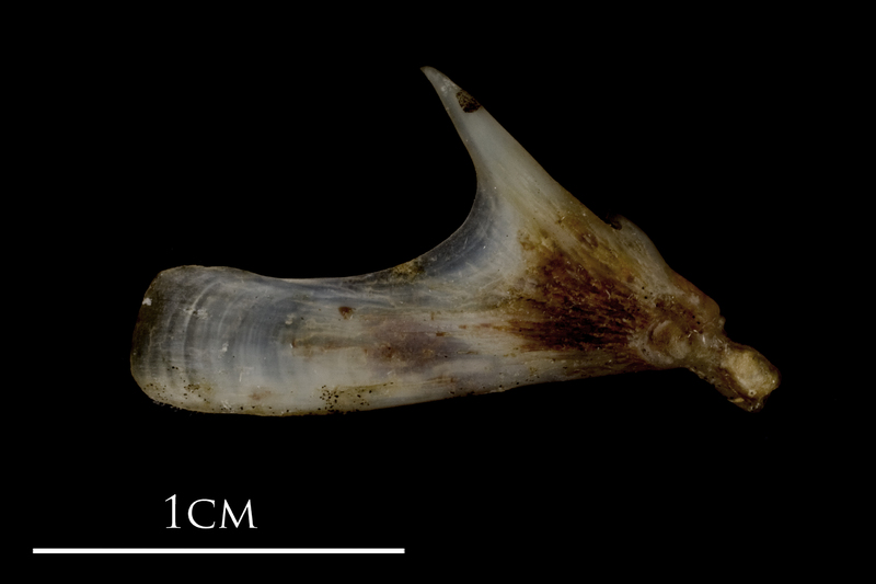 Sea scorpion quadrate lateral view