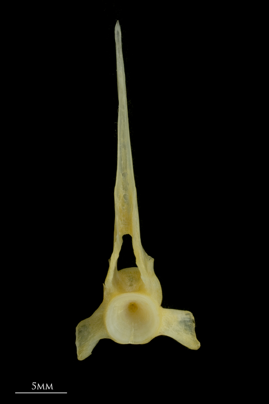 Gilthead seabream precaudal vertebra anterior view