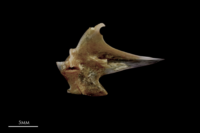 Red seabream articular medial view