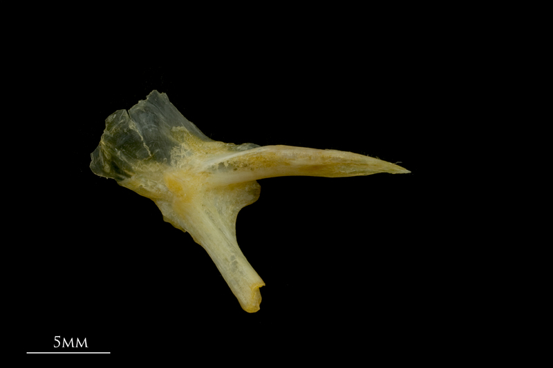 Gilthead seabream posttemporal medial view