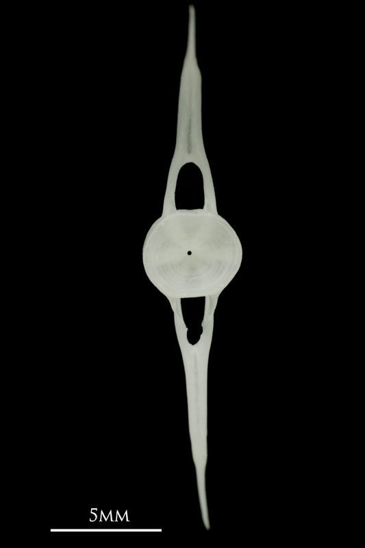 Roach caudal vertebra anterior view