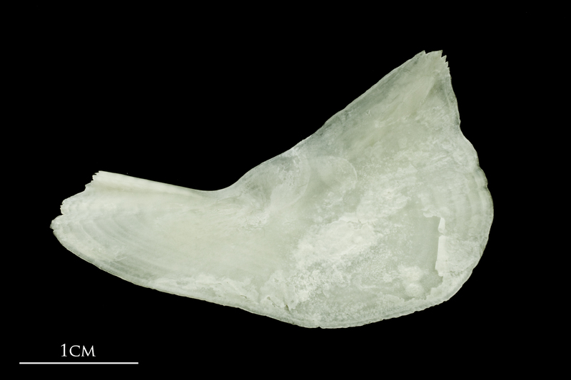 Freshwater bream subopercular medial view