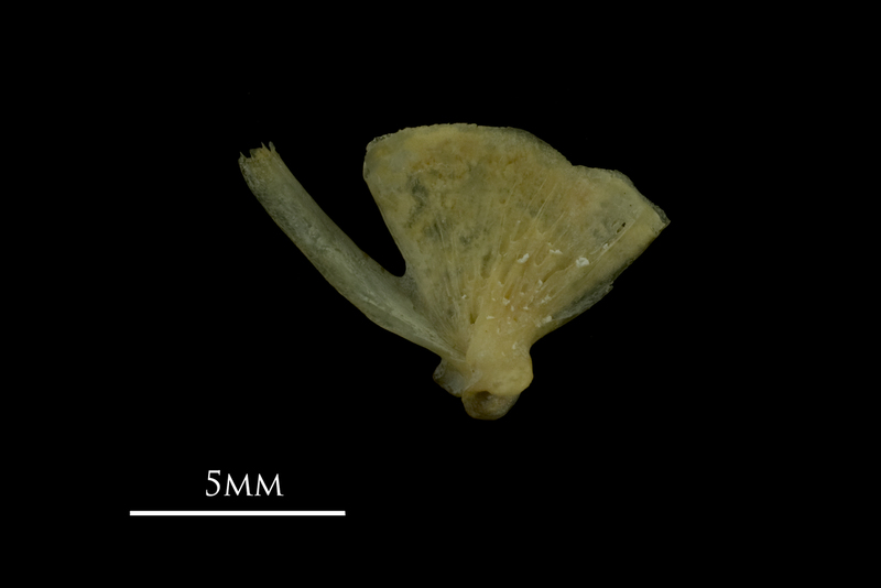 Arctic Char quadrate medial view