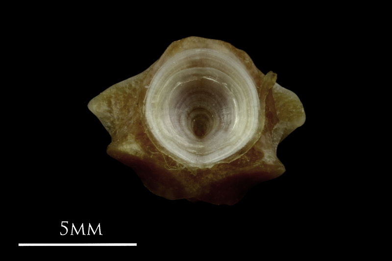 Couch's seabream first vertebra anterior view