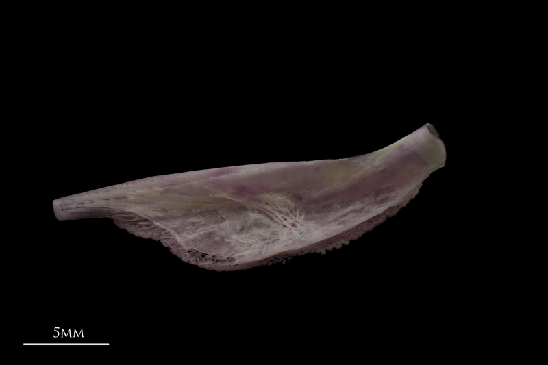 Tub gurnard pharyngeal ventral view