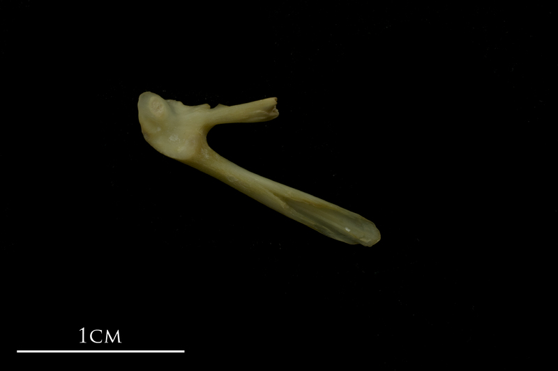 Bib posttemporal medial view