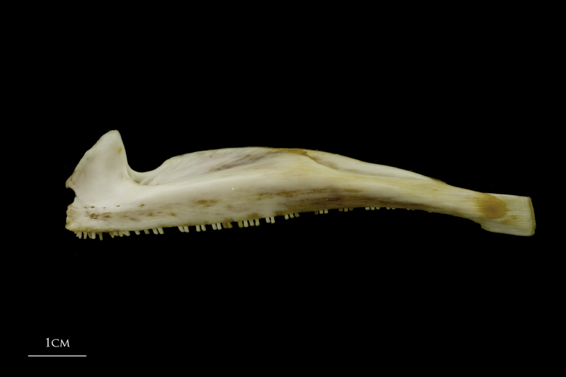 European conger premaxilla lateral view