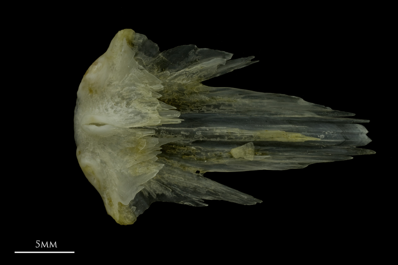 Red gurnard vomer ventral view