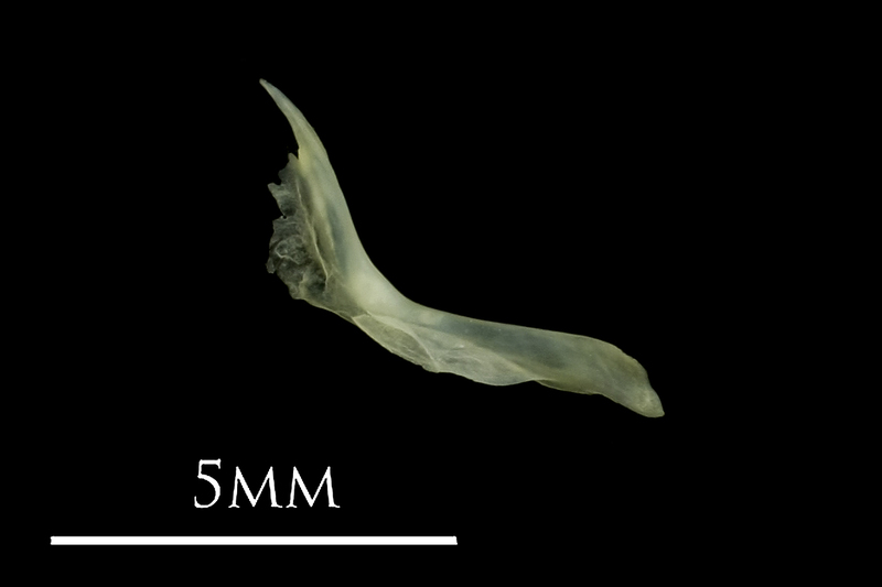 Butterfish cleithrum medial view