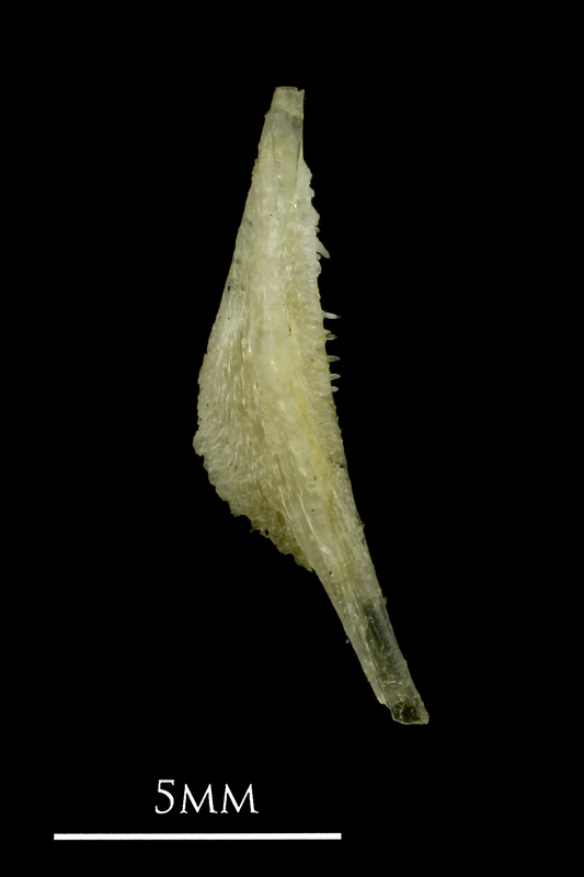 Ruffe pharyngeal ventral view