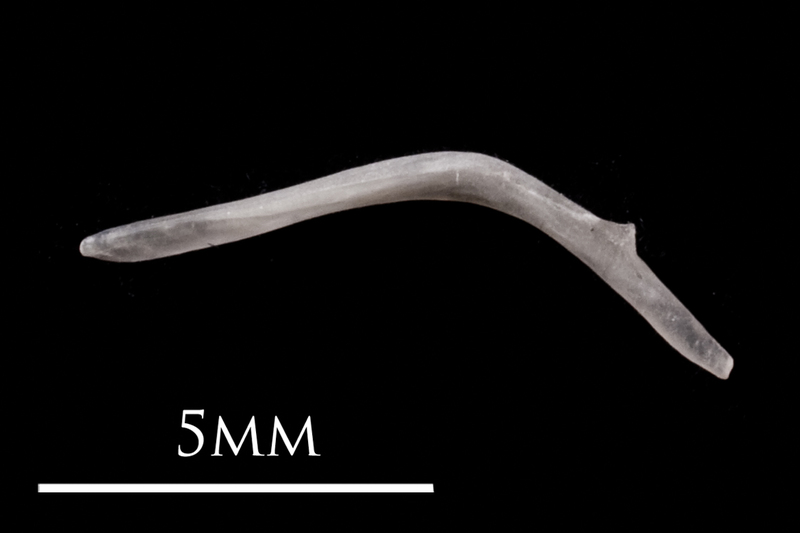 European eel maxilla medial view