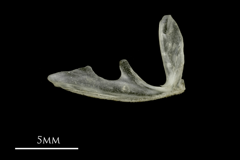 Sandsmelt parasphenoid medial view