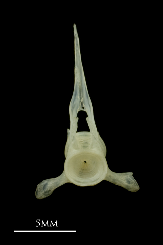 Red mullet precaudal vertebra anterior view