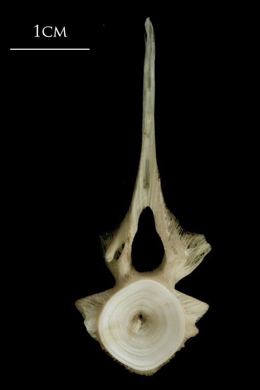 Atlantic halibut precaudal vertebra anterior view