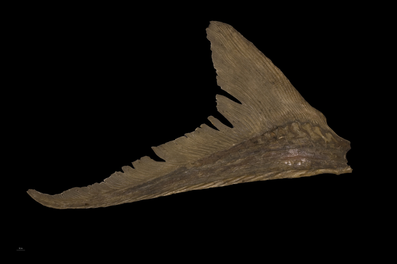 Sturgeon ultimate vertebra lateral view