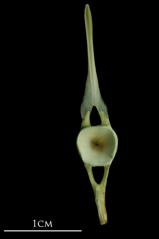 John dory caudal vertebra posterior view