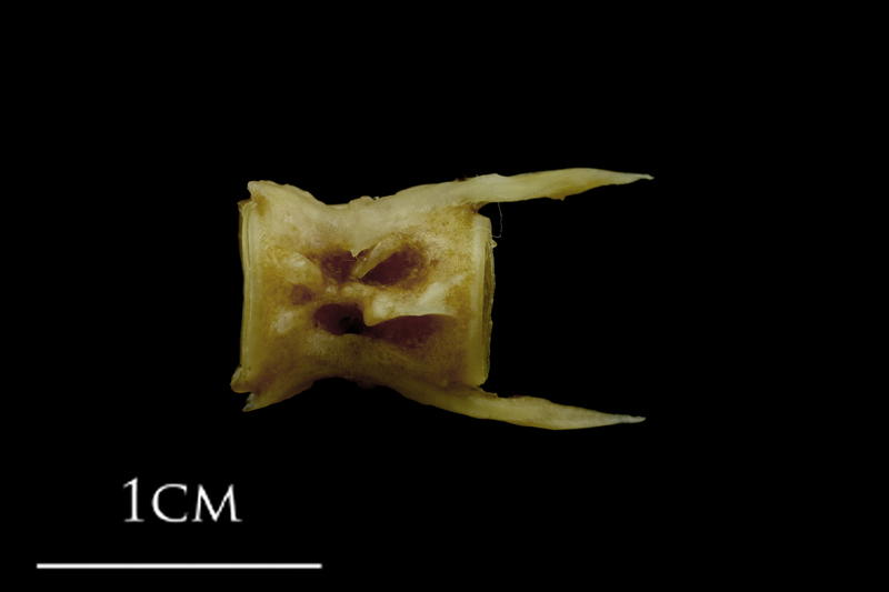 Spanish mackerel caudal vertebra lateral view