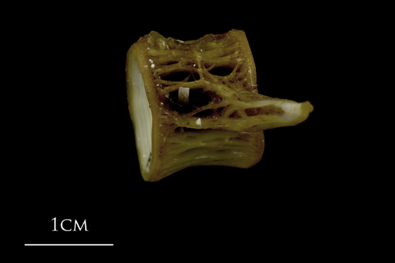 European conger precaudal vertebra lateral view