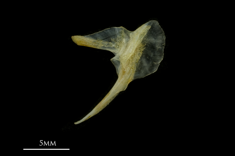 Black seabream posttemporal lateral view