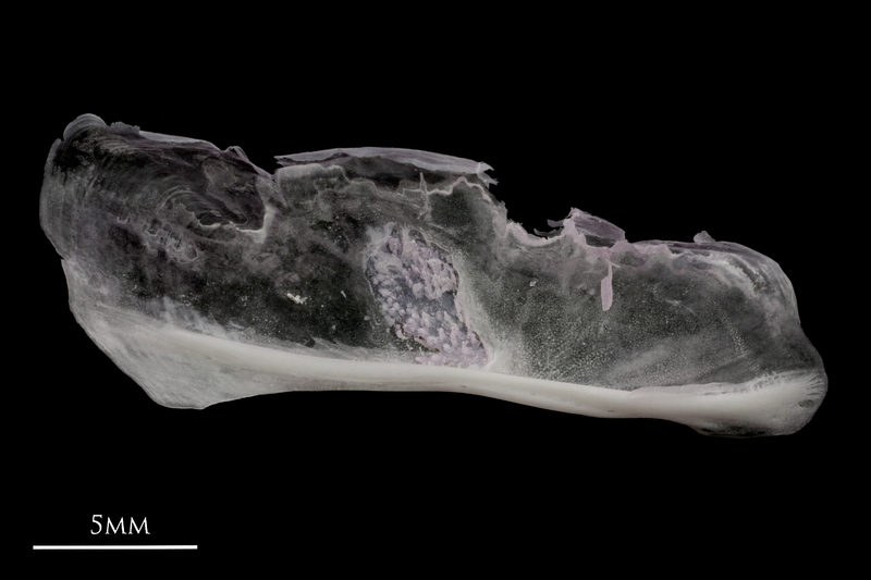 Parrot fish subopercular medial view