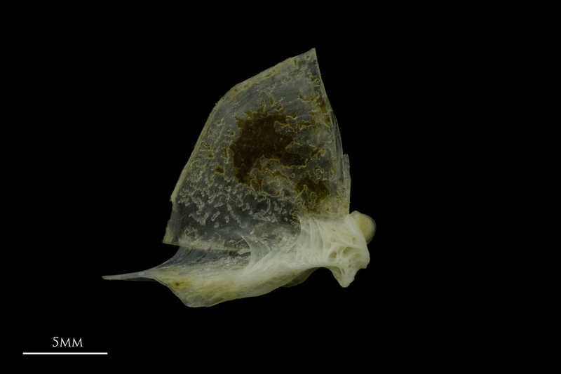 Red gurnard quadrate medial view