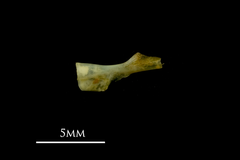 Bullhead ceratohyal medial view