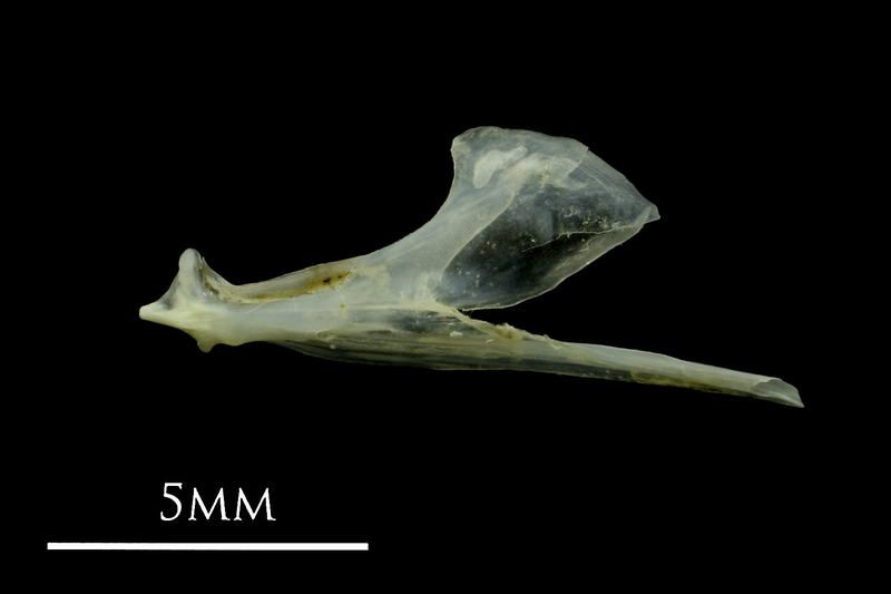 Small sandeel dentary lateral view