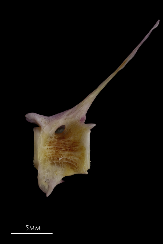 Tub gurnard precaudal vertebra lateral view