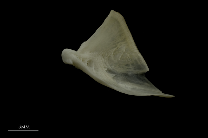 Zander quadrate lateral view