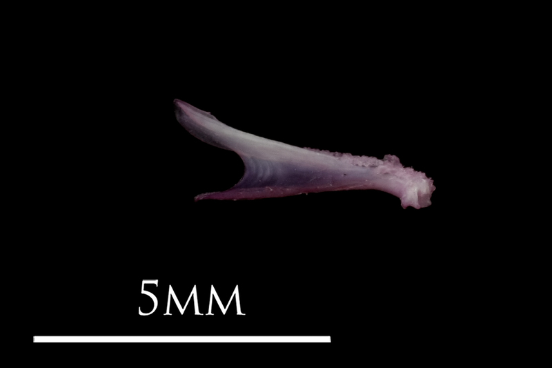 Dragonet dentary lateral view