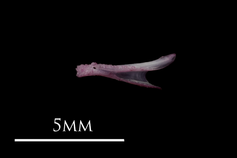 Dragonet dentary medial view