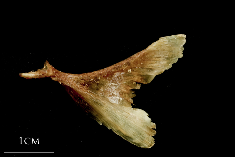 Catfish opercular lateral view