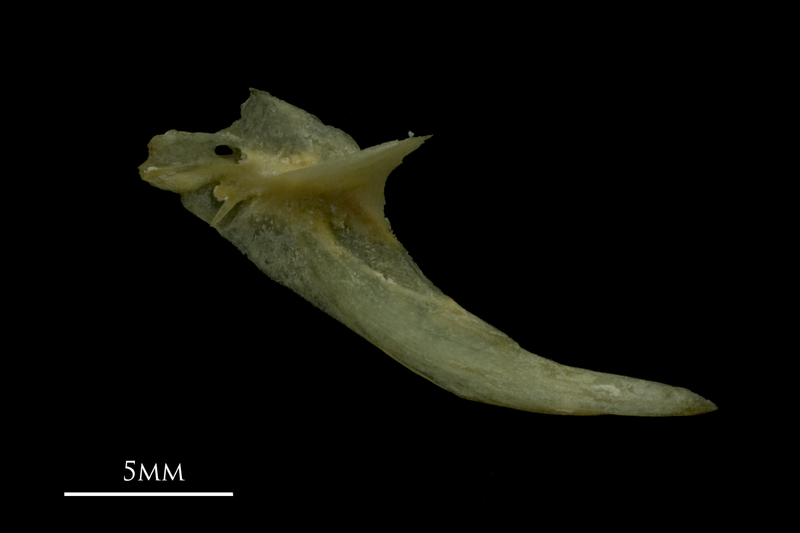 Arctic Char posttemporal medial view