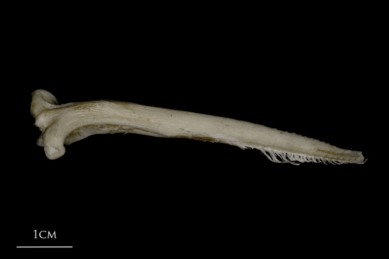 Wels catfish serrated spine dorsal view