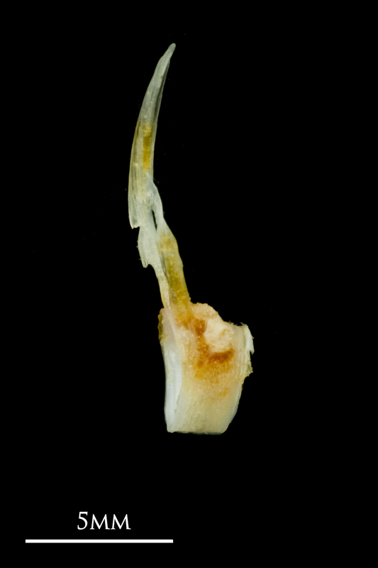 Common sole precaudal vertebra lateral view